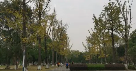 蔡家中央公园