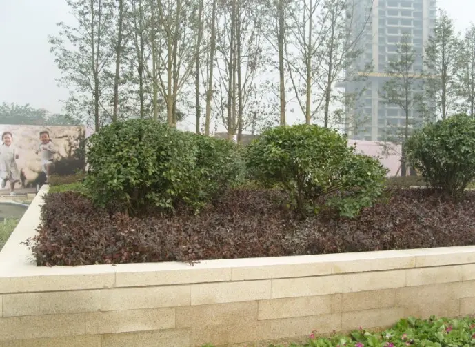 小区一期绿化区实景,绿意盎然